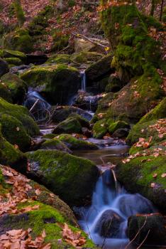 Bach im Wald