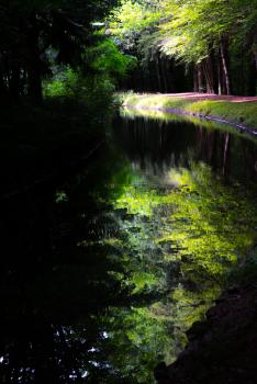 der Weg im Wald