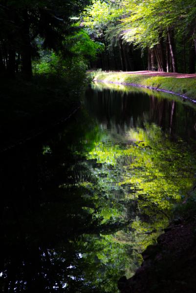 der Weg im Wald